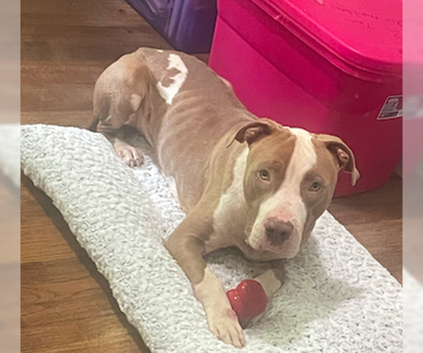 Medium Photo #6 American Bulldog-American Staffordshire Terrier Mix Puppy For Sale in Decatur, GA, USA