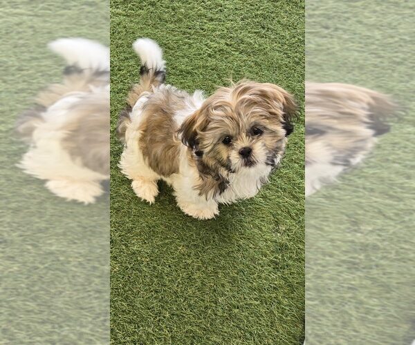 Medium Photo #1 Shih Tzu Puppy For Sale in BERKLEY, MI, USA