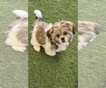 Small Shih Tzu