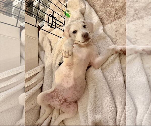 Medium Photo #4 Labrador Retriever-Unknown Mix Puppy For Sale in Royal Palm Beach, FL, USA
