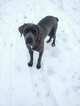 Small Photo #1 Cane Corso Puppy For Sale in OLNEY SPRINGS, CO, USA