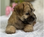 Small #8 Morkie