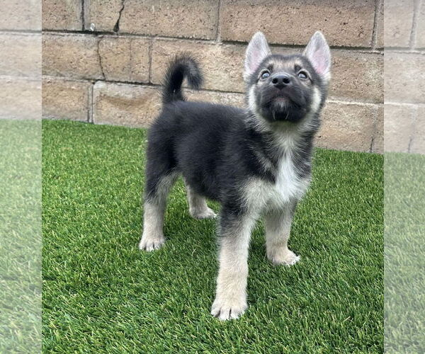 Medium Photo #3 German Shepherd Dog Puppy For Sale in Menifee, CA, USA