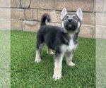 Small #2 German Shepherd Dog
