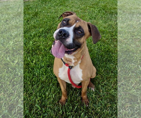 Medium Photo #1 Boxer Puppy For Sale in Dumont, NJ, USA