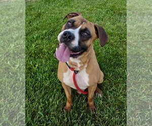 Boxer Dogs for adoption in Dumont, NJ, USA