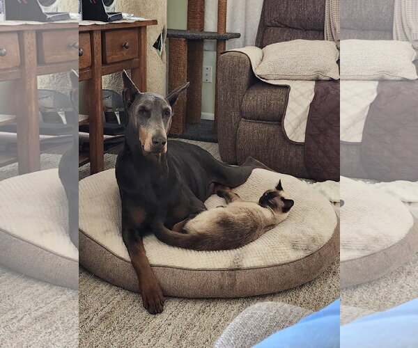 Medium Photo #3 Doberman Pinscher Puppy For Sale in Buffalo, MN, USA