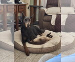 Small #2 Doberman Pinscher