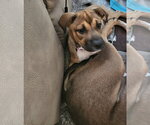Small #1 American Pit Bull Terrier-Black Mouth Cur Mix