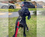 Small #12 Labrador Retriever Mix