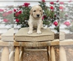 Small Photo #10 Goldendoodle Puppy For Sale in FRANKLIN, VA, USA