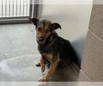 Small Chihuahua Mix
