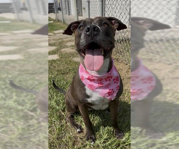 Medium Photo #3 Staffordshire Bull Terrier-Unknown Mix Puppy For Sale in Rosenberg, TX, USA