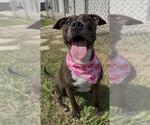 Small #2 Staffordshire Bull Terrier Mix