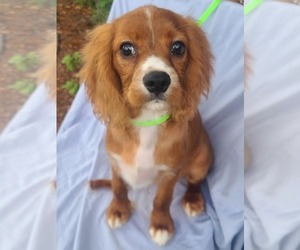 Cavalier King Charles Spaniel Puppy for sale in SAINT CLOUD, FL, USA