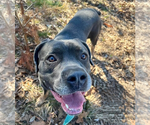 Small #1 Neapolitan Mastiff Mix
