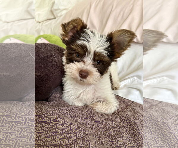 Medium Photo #3 Mutt Puppy For Sale in Boca Raton, FL, USA