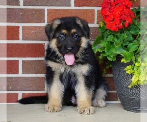 German Shepherd Dog Puppy for sale in FREDERICKSBG, OH, USA