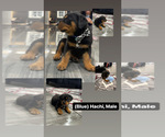 Small Photo #1 Rottweiler Puppy For Sale in INDIANAPOLIS, IN, USA