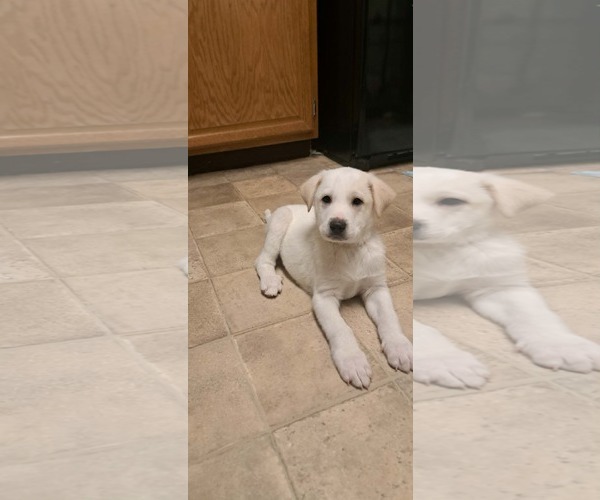 Medium Photo #8 Great Pyrenees-Unknown Mix Puppy For Sale in pomfret, CT, USA