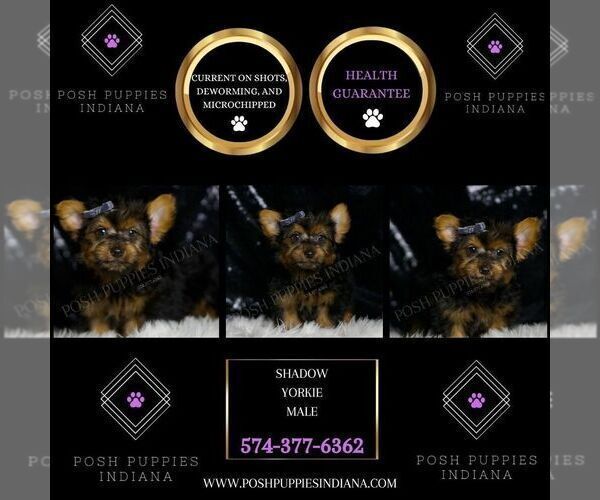 Medium Photo #5 Yorkshire Terrier Puppy For Sale in WARSAW, IN, USA