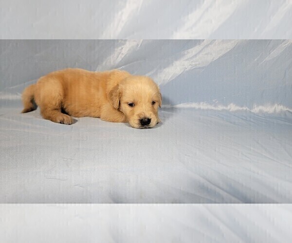 Medium Photo #5 Golden Retriever Puppy For Sale in FALCON, CO, USA
