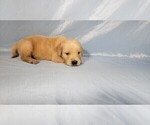 Small Photo #25 Golden Retriever Puppy For Sale in FALCON, CO, USA