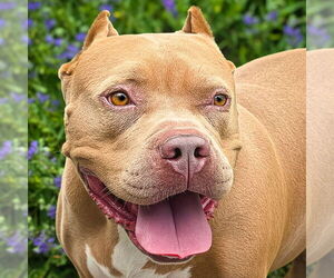 American Staffordshire Terrier Dogs for adoption in Albuquerque, NM, USA