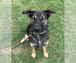 Small #1 Mutt