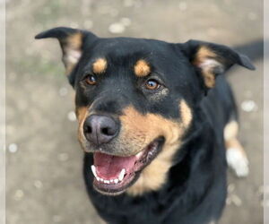 Rottweiler-Unknown Mix Dogs for adoption in Tulsa, OK, USA