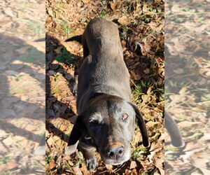 Labrador Retriever Dogs for adoption in McDonough, GA, USA