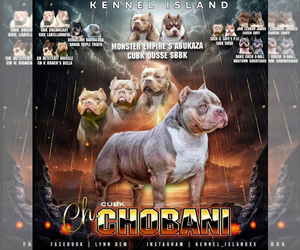 Father of the American Bully puppies born on 01/26/2025