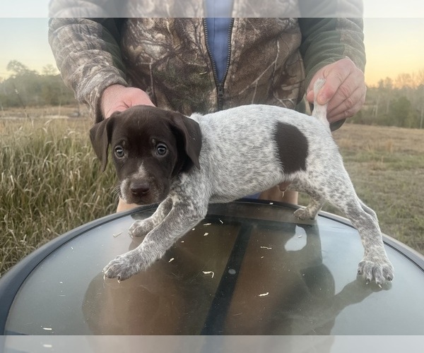 Medium Photo #17 German Shorthaired Pointer Puppy For Sale in LUCEDALE, MS, USA