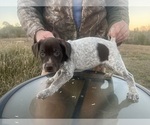 Small #16 German Shorthaired Pointer