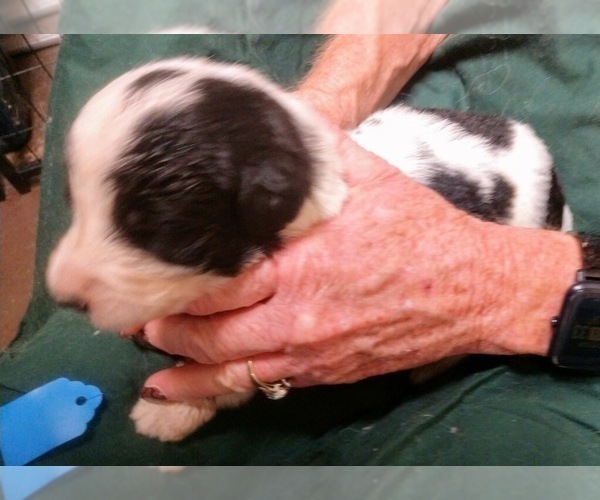 Medium Photo #2 Pyredoodle Puppy For Sale in MARION, TX, USA