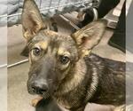 Small German Shepherd Dog