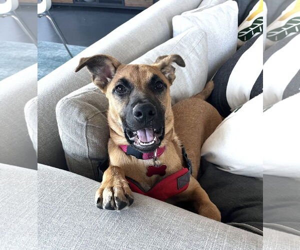Medium Photo #7 Black Mouth Cur-Unknown Mix Puppy For Sale in Milwaukie, OR, USA