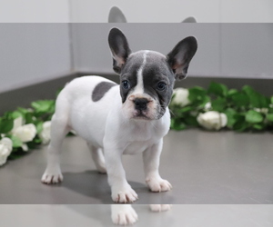 French Bulldog Puppy for sale in SHILOH, OH, USA