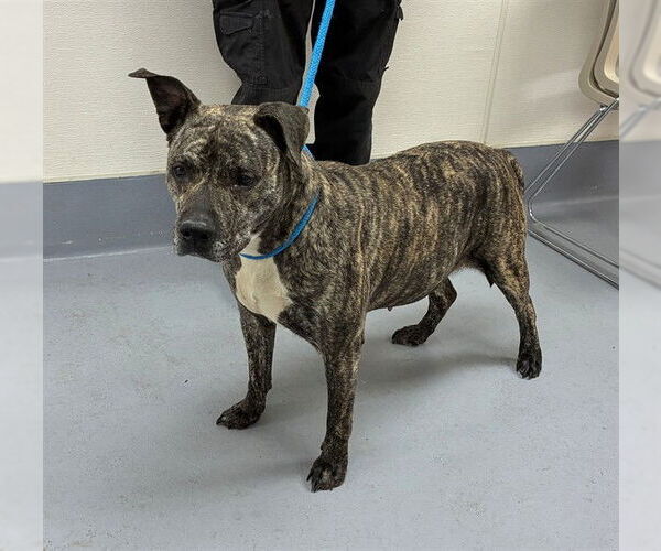 Medium Photo #1 Mutt Puppy For Sale in Louisville, KY, USA