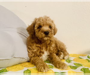 Poodle (Miniature) Puppy for sale in HILLSBORO, WI, USA