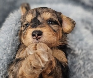 Aussiedoodle Miniature  Puppy for sale in DALTON, GA, USA