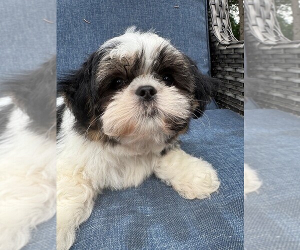 Medium Photo #1 Shih Tzu Puppy For Sale in HAM LAKE, MN, USA