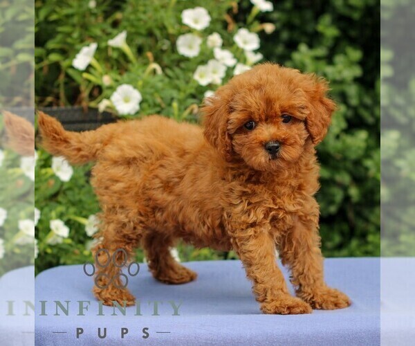 Medium Photo #4 Cavapoo Puppy For Sale in EAST EARL, PA, USA