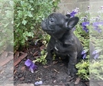 Small #1 French Bulldog