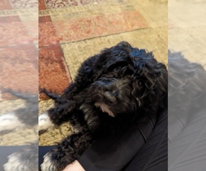 Portuguese Water Dog Puppy for sale in TEMPE, AZ, USA