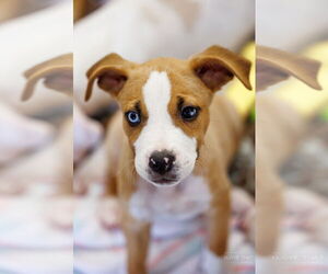 American Pit Bull Terrier-Labrador Retriever Mix Dogs for adoption in The Woodlands, TX, USA
