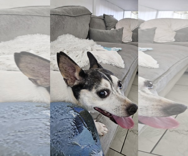 Medium Photo #2 Rat Terrier Puppy For Sale in Chandler, AZ, USA