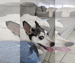 Small #1 Rat Terrier