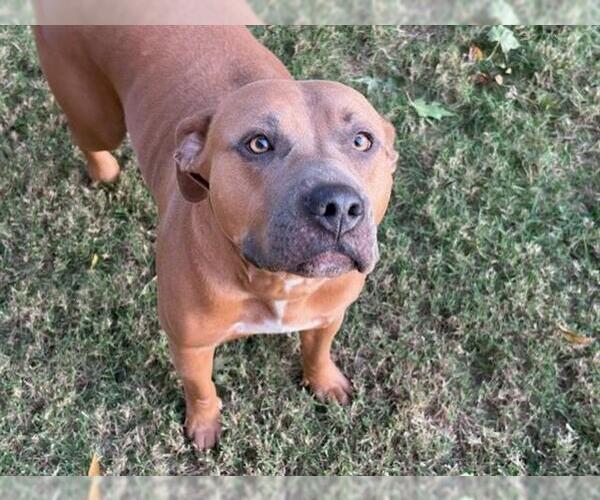 Medium Photo #1 American Bulldog Puppy For Sale in Tulsa, OK, USA