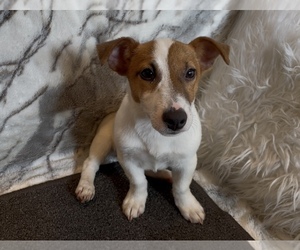 Jack Russell Terrier Puppy for sale in MOUNT CARMEL, PA, USA